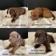Old English Bulldog Puppies for sale in Dunnellon, FL 34434, USA. price: $1,000