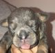 Old English Bulldog Puppies for sale in Keokuk, IA 52632, USA. price: $1,800