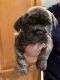 Old English Bulldog Puppies for sale in West Islip, NY, USA. price: $1,500