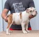 Old English Bulldog Puppies for sale in New London, MO 63459, USA. price: $1,000