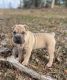 Old English Bulldog Puppies for sale in Camden, SC 29020, USA. price: $1,000