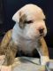 Old English Bulldog Puppies for sale in Waco, TX, USA. price: $2,500