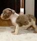 Old English Bulldog Puppies for sale in Kenner, LA 70065, USA. price: $800