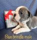 Old English Bulldog Puppies for sale in Lexington, NE 68850, USA. price: NA