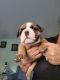Old English Bulldog Puppies for sale in Zephyrhills, FL, USA. price: NA