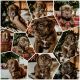 Old English Bulldog Puppies for sale in Bozeman, MT, USA. price: $3,000