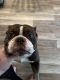 Old English Bulldog Puppies for sale in Rochester, NY, USA. price: $1,500