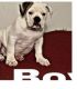 Old English Bulldog Puppies for sale in Little Elm, TX, USA. price: NA