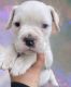 Old English Bulldog Puppies for sale in Phoenix, AZ, USA. price: NA