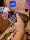Old English Bulldog Puppies for sale in Russellville, AR, USA. price: $2,000