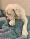 Old English Bulldog Puppies for sale in Phoenix, AZ 85037, USA. price: NA