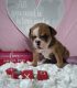 Old English Bulldog Puppies for sale in OH-430, Mansfield, OH, USA. price: NA