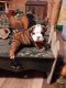 Old English Bulldog Puppies for sale in Lucedale, MS 39452, USA. price: $2,500