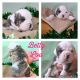 Old English Bulldog Puppies for sale in Richmond, KY, USA. price: NA