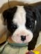 Old English Bulldog Puppies for sale in San Antonio, TX 78254, USA. price: NA