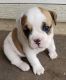 Old English Bulldog Puppies for sale in Star, ID 83669, USA. price: NA