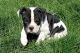 Old English Bulldog Puppies for sale in Star, ID 83669, USA. price: $1,300