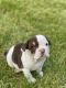 Old English Bulldog Puppies for sale in Mansfield Center, CT 06235, USA. price: $3,500
