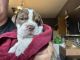 Old English Bulldog Puppies for sale in Jeannette, PA, USA. price: $2,000