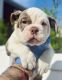 Old English Bulldog Puppies for sale in Chicago, IL 60634, USA. price: $3,500