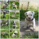 Old English Bulldog Puppies for sale in Roy, UT, USA. price: $1,000