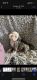 Old English Bulldog Puppies for sale in Denton, TX, USA. price: NA