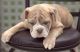 Old English Bulldog Puppies for sale in Tampa, FL 33612, USA. price: NA