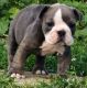 Old English Bulldog Puppies for sale in Mt Olivet, KY 41064, USA. price: NA