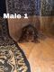 Old English Bulldog Puppies for sale in Mesa, AZ 85212, USA. price: NA