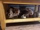 Old English Bulldog Puppies for sale in Wixom, MI 48393, USA. price: NA