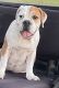 Old English Bulldog Puppies for sale in McIntosh Rd, Thonotosassa, FL 33592, USA. price: NA