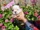 Old English Bulldog Puppies for sale in Russellville, AR, USA. price: $3,000