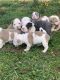 Old English Bulldog Puppies for sale in Bridgewater, Virginia. price: $800