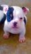 Old English Bulldog Puppies for sale in Lancaster, CA, USA. price: NA