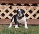 Old English Bulldog Puppies for sale in Naperville, IL, USA. price: NA