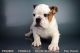 Old English Bulldog Puppies for sale in San Diego, CA, USA. price: NA
