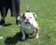 Old English Bulldog Puppies for sale in Cleveland, OH, USA. price: NA