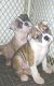 Old English Bulldog Puppies for sale in Rochester, NY, USA. price: NA