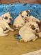 Old English Bulldog Puppies for sale in Spokane, WA, USA. price: NA
