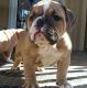 Old English Bulldog Puppies for sale in Fort Wayne, IN, USA. price: $1,200