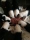 Old English Bulldog Puppies for sale in Carlsbad, CA, USA. price: NA