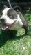 Old English Bulldog Puppies for sale in Atwater, CA 95301, USA. price: NA