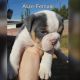 Old English Bulldog Puppies for sale in Los Angeles, CA, USA. price: $2,500