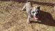 Old English Bulldog Puppies for sale in Conyers, GA, USA. price: NA