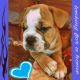Old English Bulldog Puppies for sale in Lachine, MI 49753, USA. price: NA