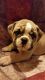Old English Bulldog Puppies for sale in Sebring, FL, USA. price: NA