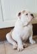 Old English Bulldog Puppies for sale in Missiouri CC, Elsberry, MO 63343, USA. price: NA