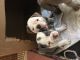 Old English Bulldog Puppies for sale in Plainfield, CT, USA. price: NA