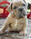 Old English Bulldog Puppies for sale in Ponca City, OK, USA. price: NA