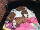 Old English Bulldog Puppies for sale in NM-528, Bernalillo, NM 87004, USA. price: NA
